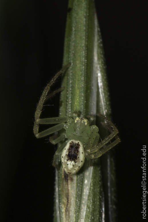 stanford bioblitz2019